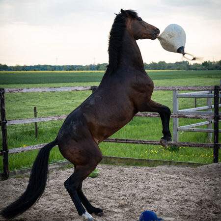 Playing time on our paddocks