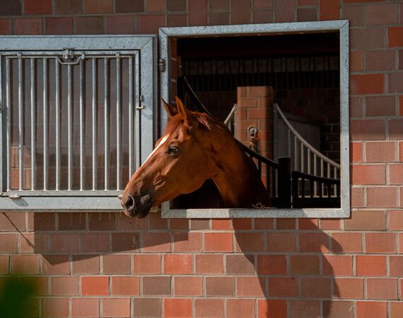 Wonderful home for dressage horses
