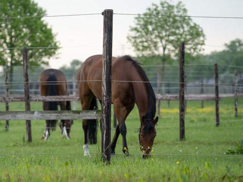 Securely fenced meadows