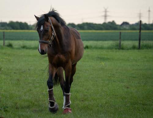 Recovering time on green